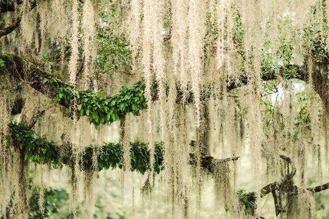 2-Hour Bonaventure Cemetery Walking Tour - Stories, symbols, and Savannah’s famous dead