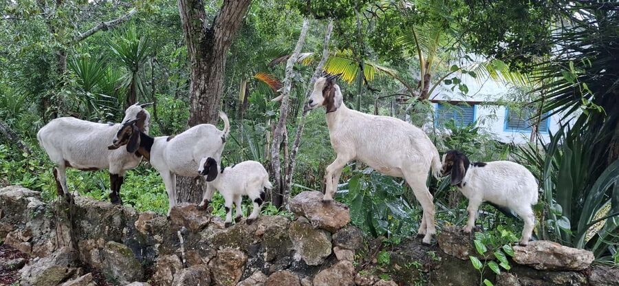 Bayahibe: National Park Jungle Walk & Snorkeling in Cenotes - The second walk and the post-tour aperitif