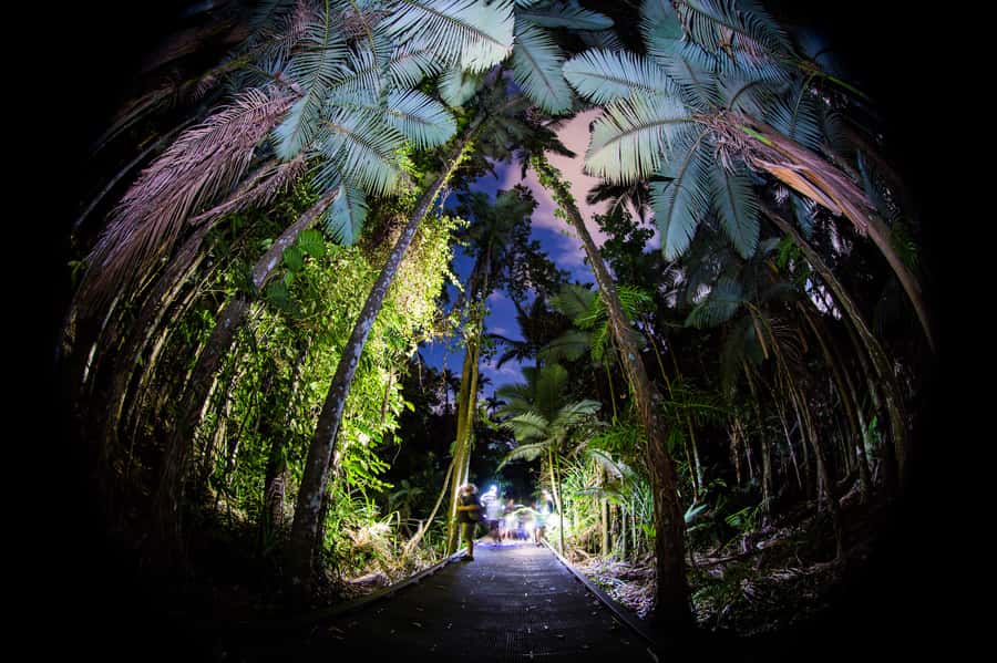 Cairns: Night Walk in Cairns Botanic Gardens - Key things to know before you book