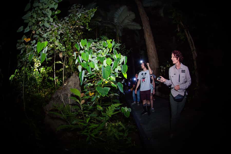 Cairns: Night Walk in Cairns Botanic Gardens - Following the seasonal rainforest route