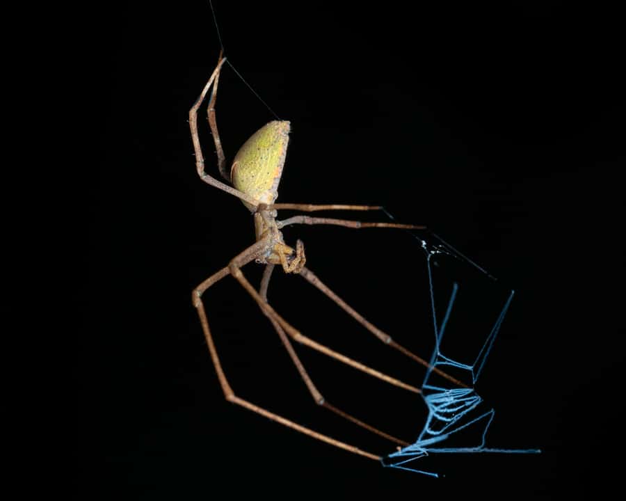 Cairns: Night Walk in Cairns Botanic Gardens - Frogs, spiders, and the small creatures you may see