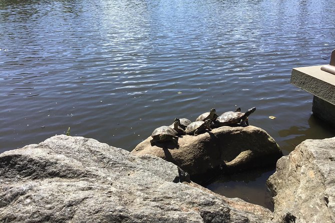 Central Park Guided Walking Tour - The Ramble and the park’s designed wildness