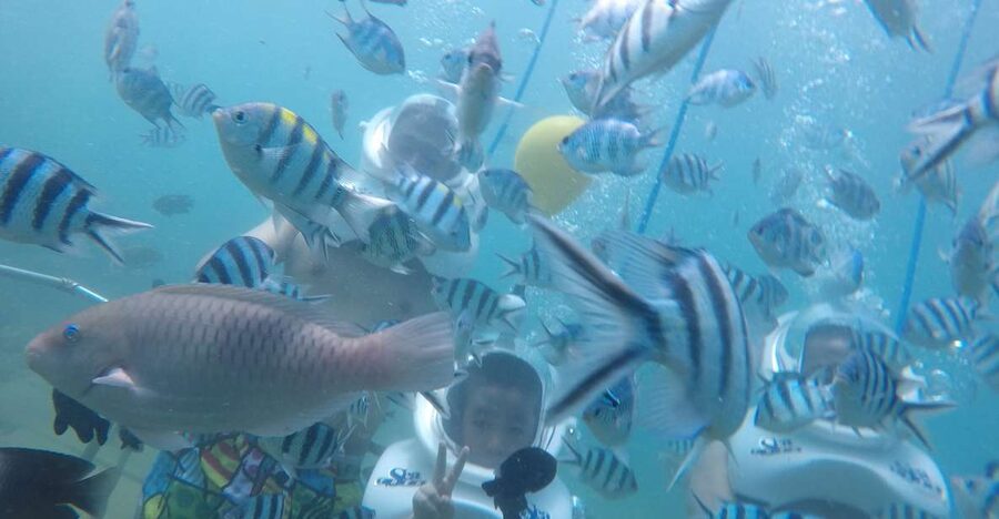 Cham Island: Underwater Walking & Snorkeling Tour - Key points to know before you book