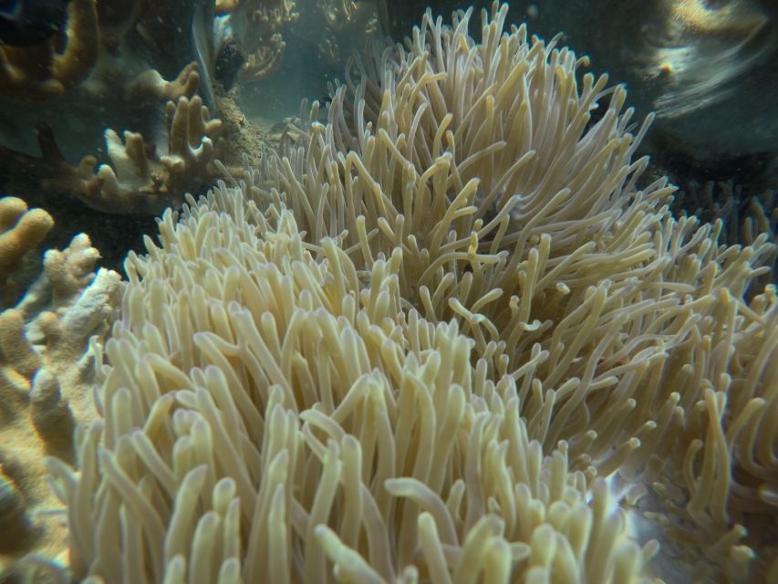 Cham Island: Underwater Walking & Snorkeling Tour - How much value do you get for $68?