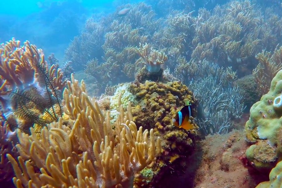 Cham Island: Underwater Walking & Snorkeling Tour - Guides, group handling, and the pace of the day