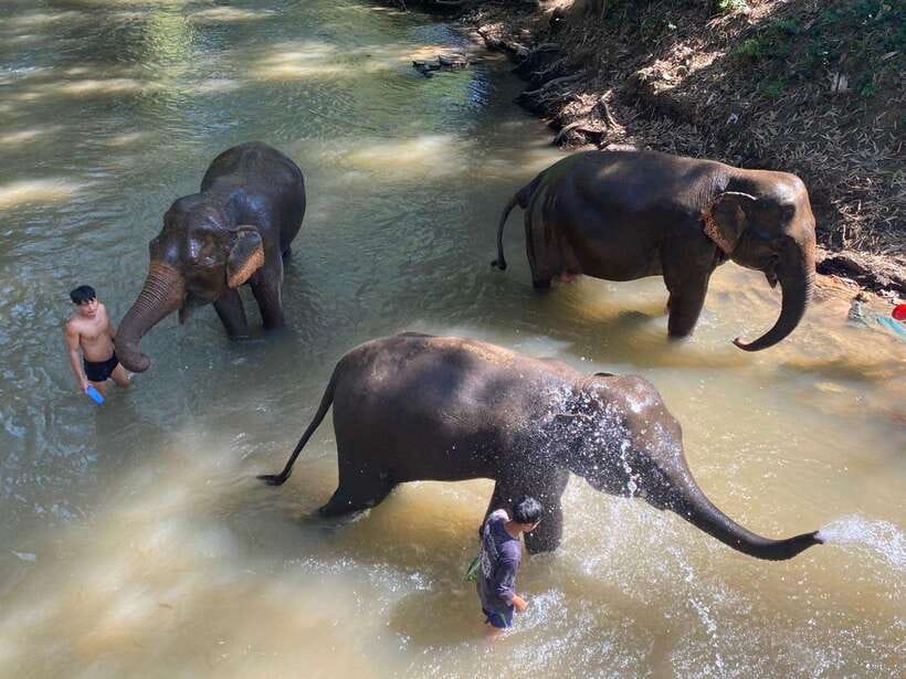 Chiang Mai Untouched Elephant: Nature Walk & Waterfall Trek - Preparing food and meeting the elephants