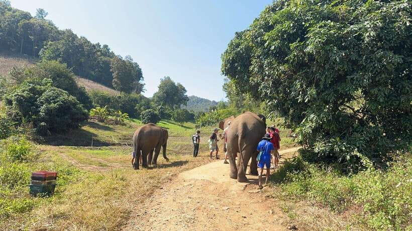 Chiang Mai Untouched Elephant: Nature Walk & Waterfall Trek - Walking through the jungle without a saddle
