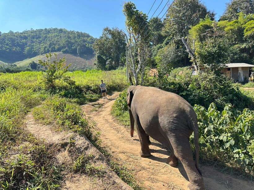 Chiang Mai Untouched Elephant: Nature Walk & Waterfall Trek - Is $51 good value?