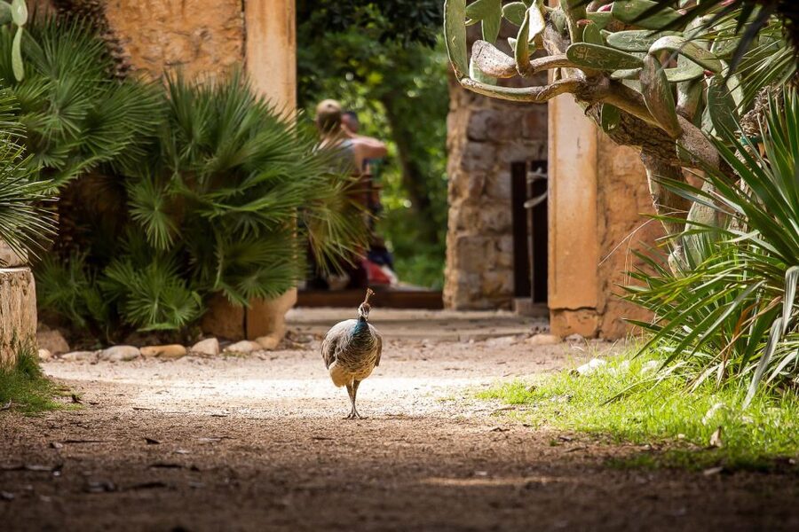 Dubrovnik: Game of Thrones&Lokrum Island Walking Tour - Why Dubrovnik works as King’s Landing