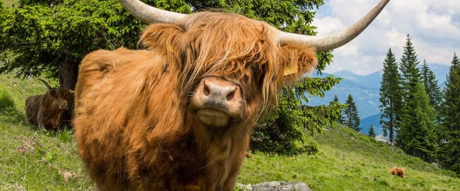 Edinburgh: Loch Ness, Scenic Walk, Glencoe & Whisky Day Tour - Fish and chips make a practical evening stop