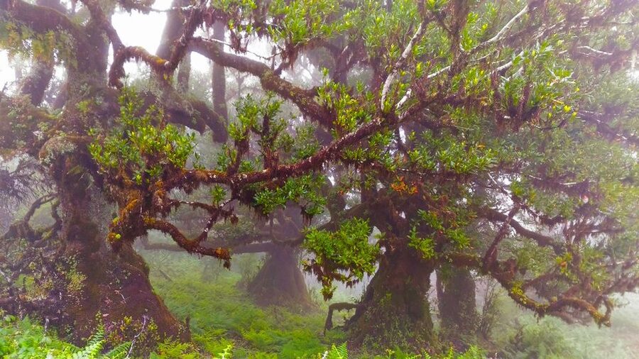 Fanal / Assobiadores - Levada Walk - Who should book this Madeira walk?