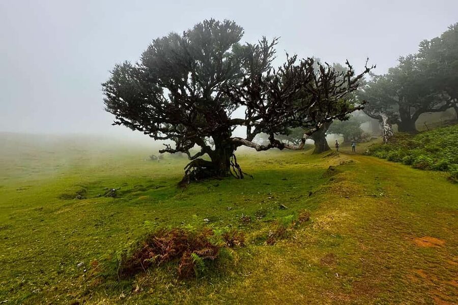 Fanal / Assobiadores - Levada Walk - From Paul da Serra into Madeira’s high country