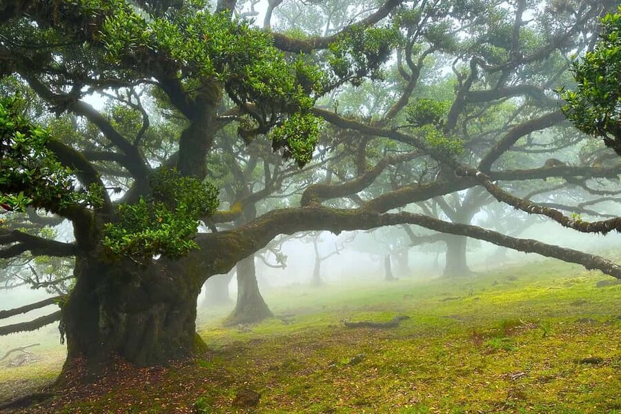 Fanal / Assobiadores - Levada Walk - Why the Laurissilva forest matters