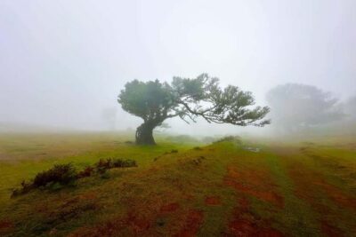 Fanal / Assobiadores – Levada Walk