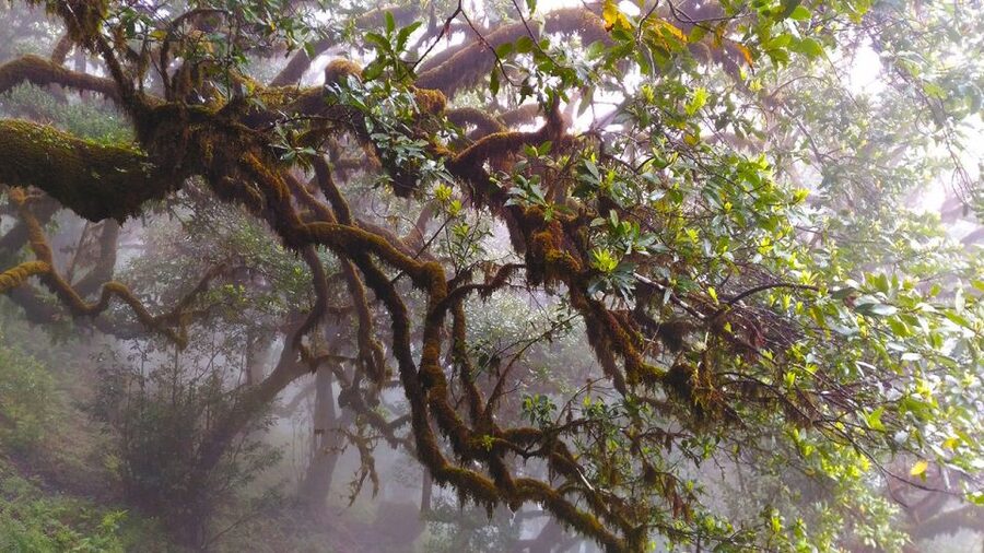 Fanal / Assobiadores - Levada Walk - Food, weather, and what to carry