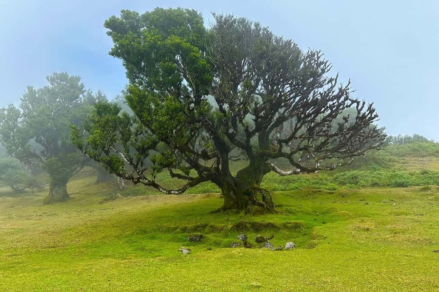 Fanal / Assobiadores - Levada Walk - Is eight hours a good use of your day?