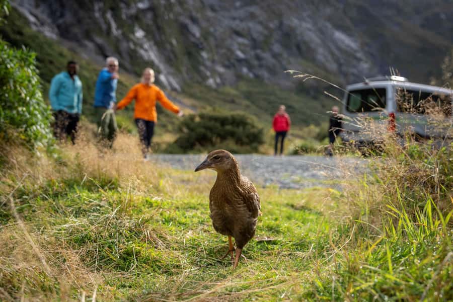 From Te Anau: Milford Sound Coach, Cruise, and Walks - Lunch and the rhythm of the day