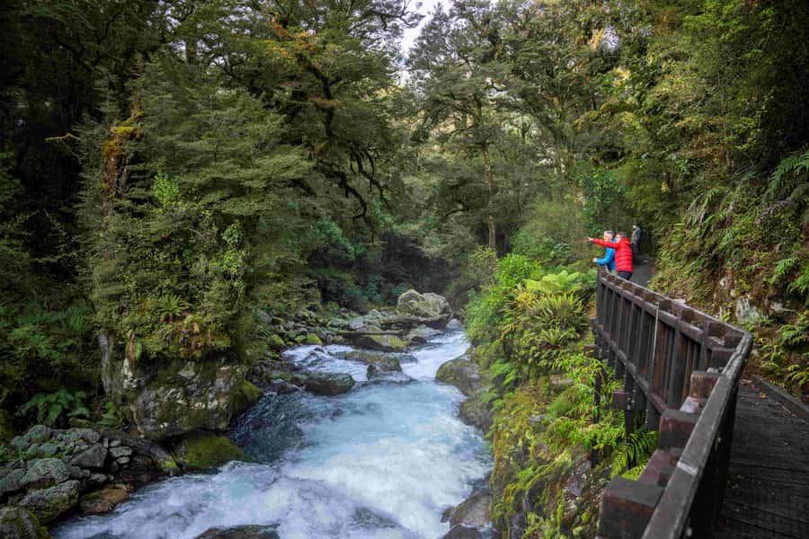 From Te Anau: Milford Sound Coach, Cruise, and Walks - What the short walks are really like