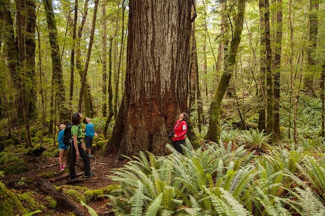 Full-Day Milford Sound Tour with Cruise and Walks from Te Anau - Key details before you book