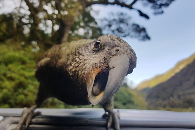 Full-Day Milford Sound Tour with Cruise and Walks from Te Anau - Why the drive from Te Anau matters