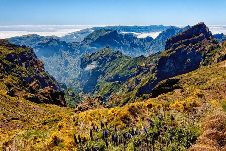 Funchal: East Madeira Island Guided Tour & Laurissilva Walk - Ribeiro Frio and the short levada walk