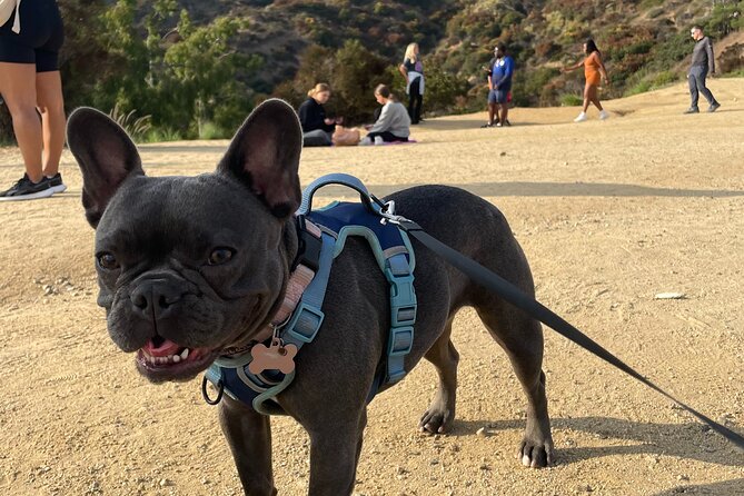 Hollywood Sign 2.5-Hour Tour with Comedians and Their Dogs - Photo help is one of the strongest reasons to book