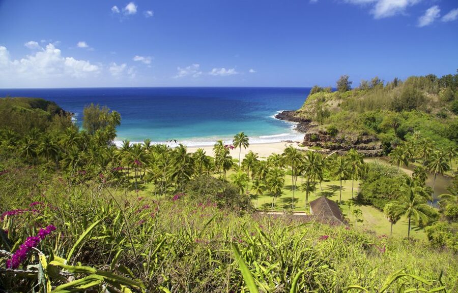 Kauai: Allerton Garden Guided Group Walking Tour - The Moreton Bay figs and the Jurassic Park moment