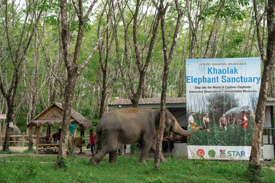 Khao Lak: 2-Hour Elephant Sanctuary Eco-Walk with Guided - Should you book the Khao Lak Eco-Walk?