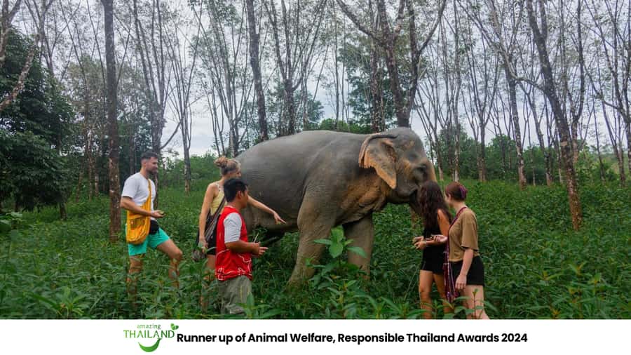 Khao Lak: 2-Hour Elephant Sanctuary Eco-Walk with Guided - Making herbal vitamin balls for elephant health