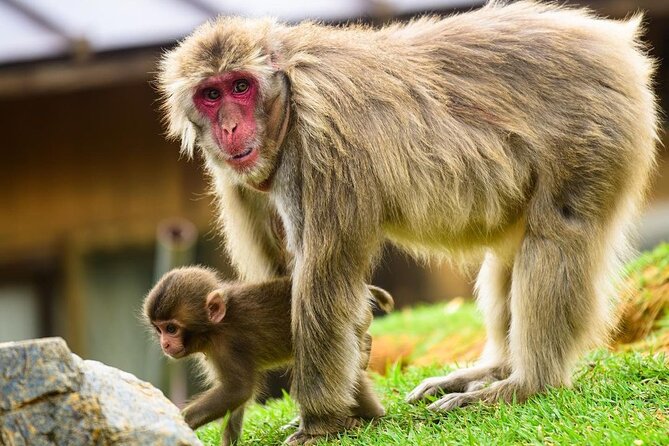 Kyoto Arashiyama Walking Tour: Bamboo, Monkeys, Gardens & Secrets - Getting to the correct Arashiyama starting point