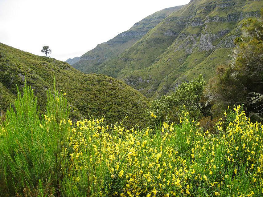 Madeira: Enjoy a Guided Levada Walk in the Rabaçal Valley - From Funchal to Paul da Serra
