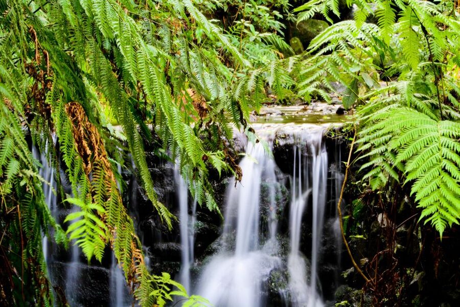 Madeira Island: Caldeirão Verde Levada Walk - Booking details that affect the decision