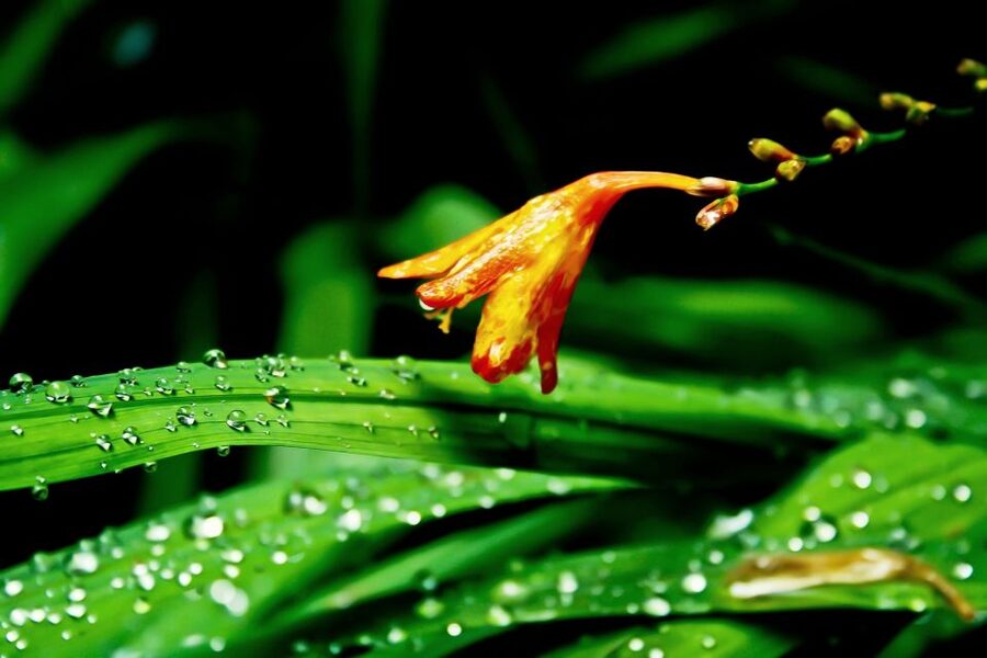 Madeira Island: Caldeirão Verde Levada Walk - Who should choose this hike