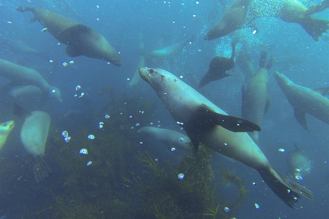 Maria Island Cruise and Guided Walk Day Tour with Lunch and Drinks - Wildlife watching starts before Maria Island