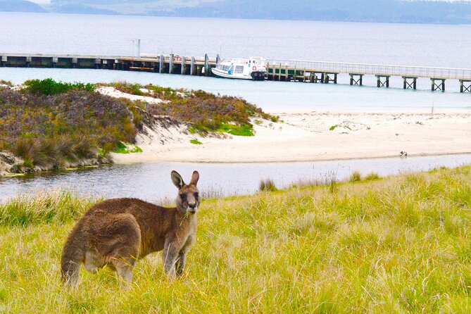 Maria Island Cruise and Guided Walk Day Tour with Lunch and Drinks - Who will enjoy this Maria Island day tour
