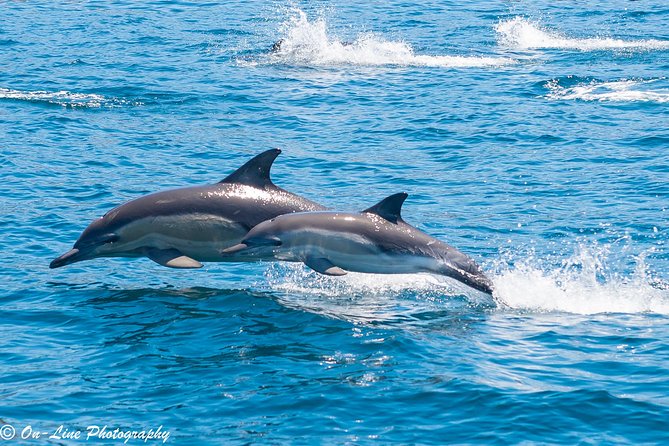 Maria Island Cruise and Guided Walk Day Tour with Lunch and Drinks - The cruise shows Maria Island’s best side