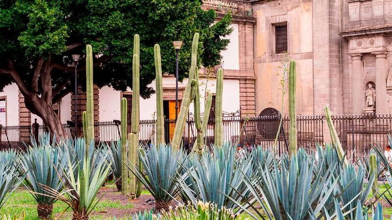 Mexico City: Historic Downtown Walking Tour - The Post Office Building and Mexico City’s grand interiors