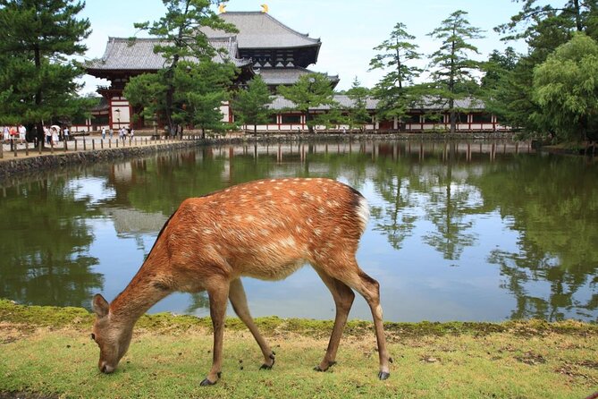 Nara Half Day Trip Walking Tour (Private Option Available) - Why this Nara walk works so well