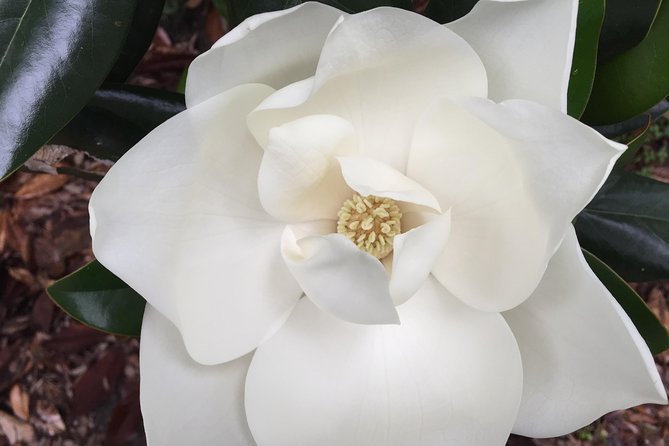 New Orleans Small-Group Garden District Walking Tour - What the guides add to the experience