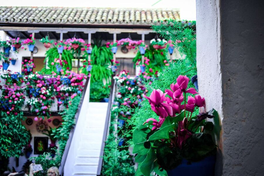Patios of Cordoba Walking Tour - Why Cordoba’s patios are worth your time