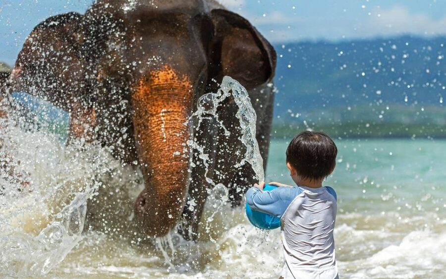 Phuket:Beach walk with elephants, rain & care. 2.5 hours - Making vitamin balls for the elephants