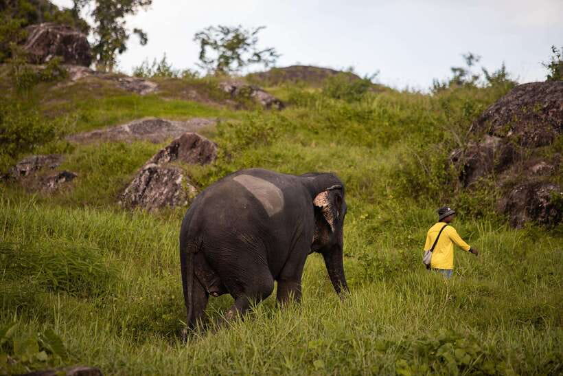 Phuket: Bukit Elephant Park Sanctuary Walk and Feed Tour - FAQ