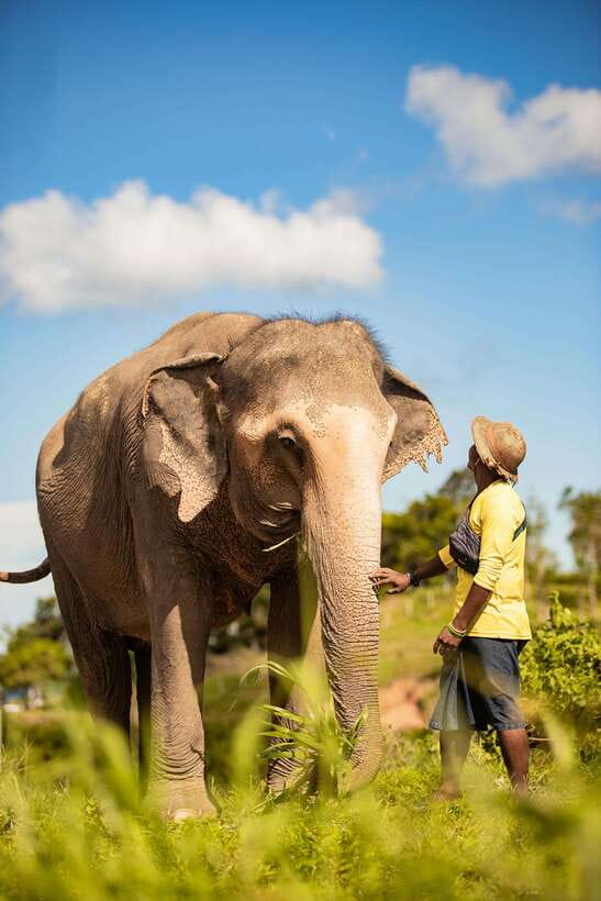 Phuket: Bukit Elephant Park Sanctuary Walk and Feed Tour - Bananas First, Then a Walk Through the Park
