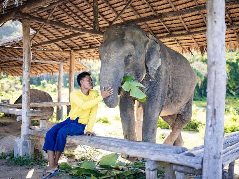 Phuket: Bukit Elephant Park Sanctuary Walk and Feed Tour - The Ethical Question: What You Are Supporting