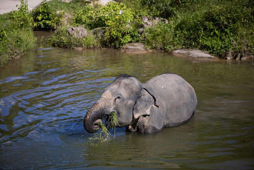 Phuket: Bukit Elephant Park Sanctuary Walk and Feed Tour - Who Will Enjoy Bukit Elephant Park Most