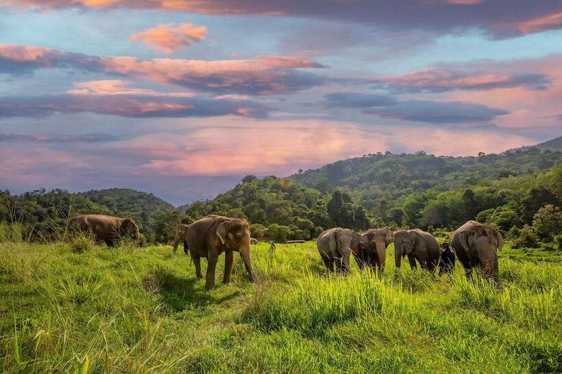 Phuket: Bukit Elephant Park Sanctuary Walk and Feed Tour - Watching Elephants Live on Their Own Schedule