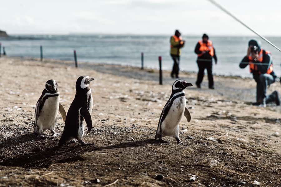 Punta Arenas: Walk with Penguins on Magdalena & Marta Island - Key points to know before booking