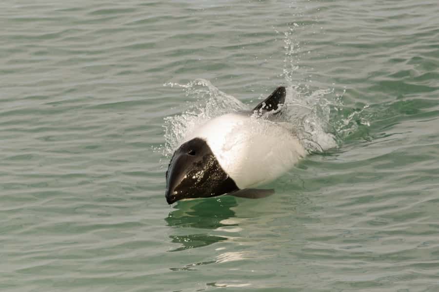 Punta Arenas: Walk with Penguins on Magdalena & Marta Island - Who should book this Punta Arenas penguin trip?