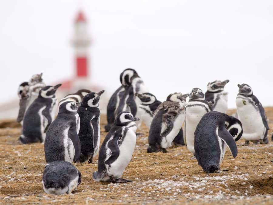 Punta Arenas: Walk with Penguins on Magdalena & Marta Island - Crossing the Strait of Magellan