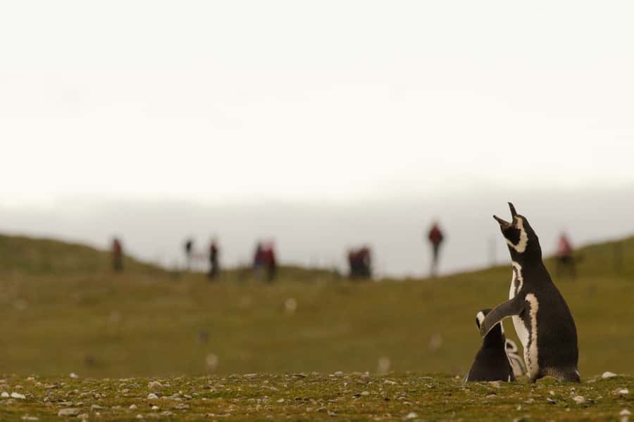 Punta Arenas: Walk with Penguins on Magdalena & Marta Island - One hour among Magellanic penguins